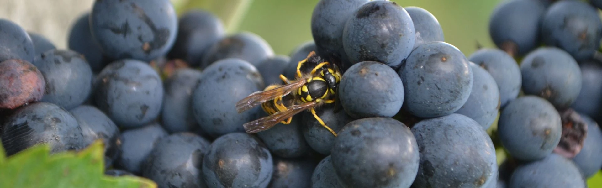 Święto Winobrania 2024